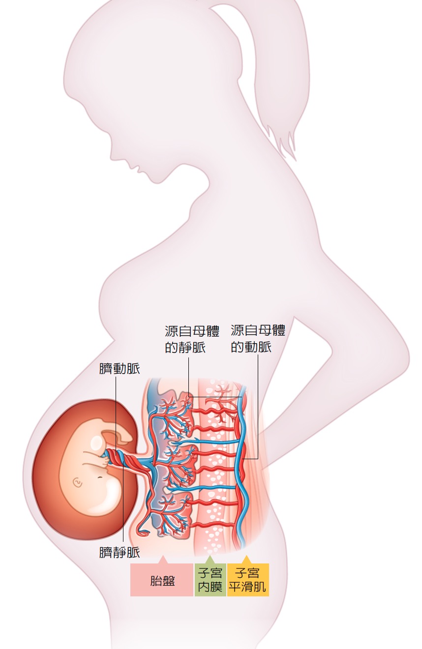 肚臍和臍帶 生命的見證. (2020, October 31). [Jpg]. https://www.twhealth.org.tw/uploadfiles/images/CP%202018-05-15%2012.02.11.jpg