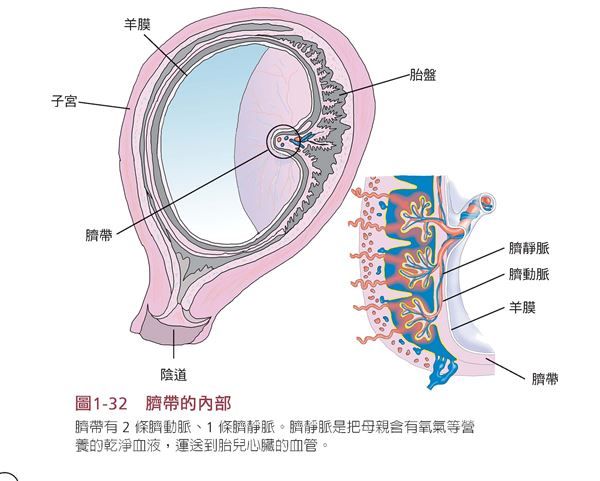 到底人需不需要有肚臍？肚臍的功能原來是. (2020, October 31). [Jpg]. https://s.yimg.com/ny/api/res/1.2/8b5kNaEp7L_bOpDPCETHzg--/YXBwaWQ9aGlnaGxhbmRlcjt3PTk2MDtoPTc2OS42/https://s.yimg.com/os/zh_hant_tw/News/top1health.tw/135586.jpg